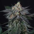zai-zai-weed-seed-perfect-tree-seeds