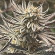conscious-genetics-cannabis-zapplez-strain