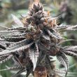 conscious-genetics-cannabis-zapplez-strain
