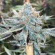 conscious-genetics-cannabis-zapplez-strain