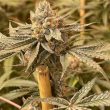 conscious-genetics-cannabis-zapplez-strain