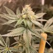 conscious-genetics-cannabis-zapplez-strain