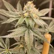 conscious-genetics-cannabis-zapplez-strain