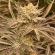 conscious-genetics-cannabis-zapplez-strain