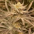 conscious-genetics-cannabis-zapplez-strain