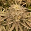 conscious-genetics-cannabis-zapplez-strain