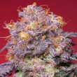 grounded-genetics-zerberry-feminized-cannabis-seeds