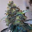 Zilk Road Female Weed Seeds by Grounded Genetics