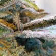 zilk-road-weed-seed-grounded-genetics