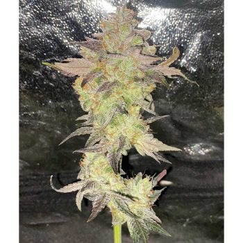 Zipaya OZ Regular Cannabis Seeds by Karma Genetics
