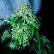 karma-genetics-zizi-banana-regular-cannabis-seeds