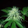 karma-genetics-zizi-banana-regular-cannabis-seeds