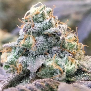 Zlurpi Female Weed Seeds by Grounded Genetics