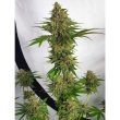 zmoothiez-seedbank-miss-orange-nectar-female-cannabis-seed