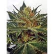 zmoothiez-seedbank-miss-orange-nectar-female-cannabis-seed