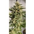 purple-cream-zmoothiez-seedbank_1_