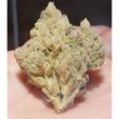 supa-choopz-feminized-cannabis-seeds-zmoothiez-seedbank