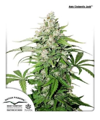 Auto Cinderella Jack (Dutch Passion Seeds)