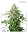 Auto Cinderella Jack (Dutch Passion Seeds)