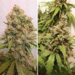 Auto Critical Orange Punch (Dutch Passion Seeds)