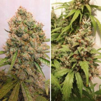 Auto Critical Orange Punch (Dutch Passion Seeds)