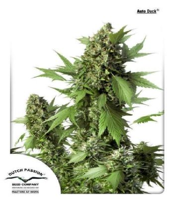 Auto Duck (Dutch Passion Seeds)