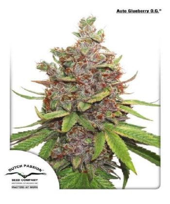Auto Glueberry OG (Dutch Passion Seeds)
