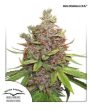 Auto Glueberry OG (Dutch Passion Seeds)