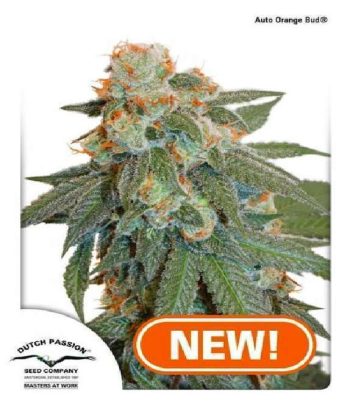 Auto Orange Bud (Dutch Passion Seeds)