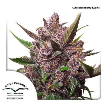 Auto Blackberry Kush (Dutch Passion Seeds)