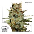 Auto Blueberry (Dutch Passion Seeds)
