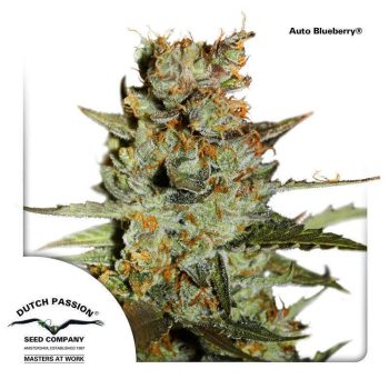 Auto Blueberry (Dutch Passion Seeds)