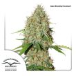 Auto Brooklyn Sunrise (Dutch Passion Seeds)