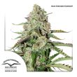 Auto Colorado Cookies (Dutch Passion Seeds)
