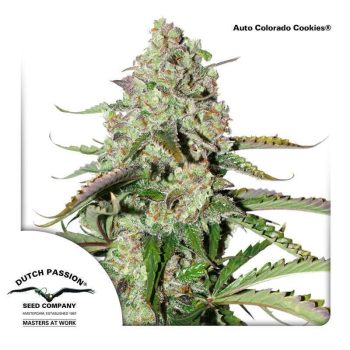 Auto Colorado Cookies (Dutch Passion Seeds)