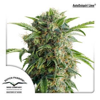 Auto Daiquiri Lime  (Dutch Passion Seeds)