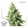 Auto Durban Poison (Dutch Passion Seeds)