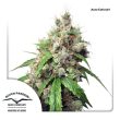 Auto Euforia (Dutch Passion Seeds)