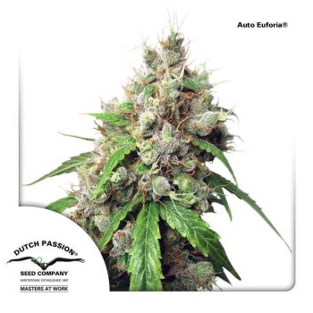 Auto Euforia (Dutch Passion Seeds)