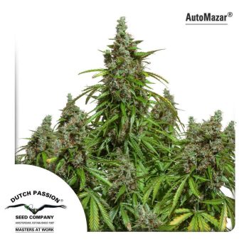 Auto Mazar (Dutch Passion Seeds)