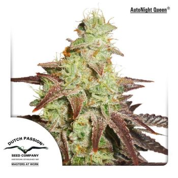 Auto Night Queen (Dutch Passion Seeds)