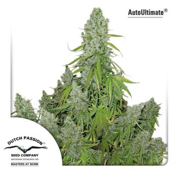 Auto Ultimate (Dutch Passion Seeds)