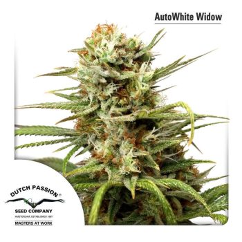 Auto White Widow (Dutch Passion Seeds)