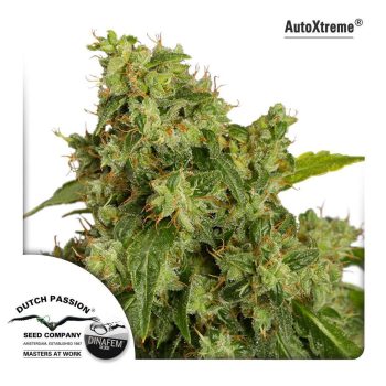 Auto Xtreme (Dutch Passion Seeds)