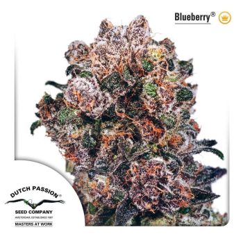 Blueberry (Dutch Passion Seeds)