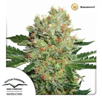 Brainstorm (Dutch Passion Seeds)