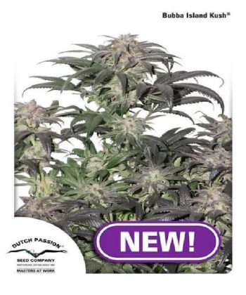 Bubba Island Kush  (Dutch Passion Seeds)