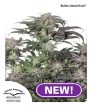 Bubba Island Kush  (Dutch Passion Seeds)