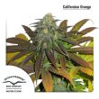 California Orange feminised (Dutch Passion Seeds)
