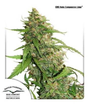 CBD Auto Compassion Lime (Dutch Passion Seeds)
